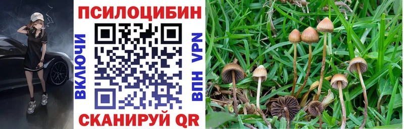 мориарти клад  как найти   Терек  Галлюциногенные грибы ЛСД 